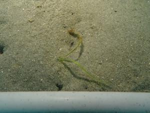 12月・コロイダルシリカ法・佐久島DL-1