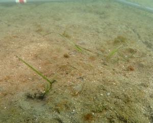 12月・ポット法・佐久島低密度