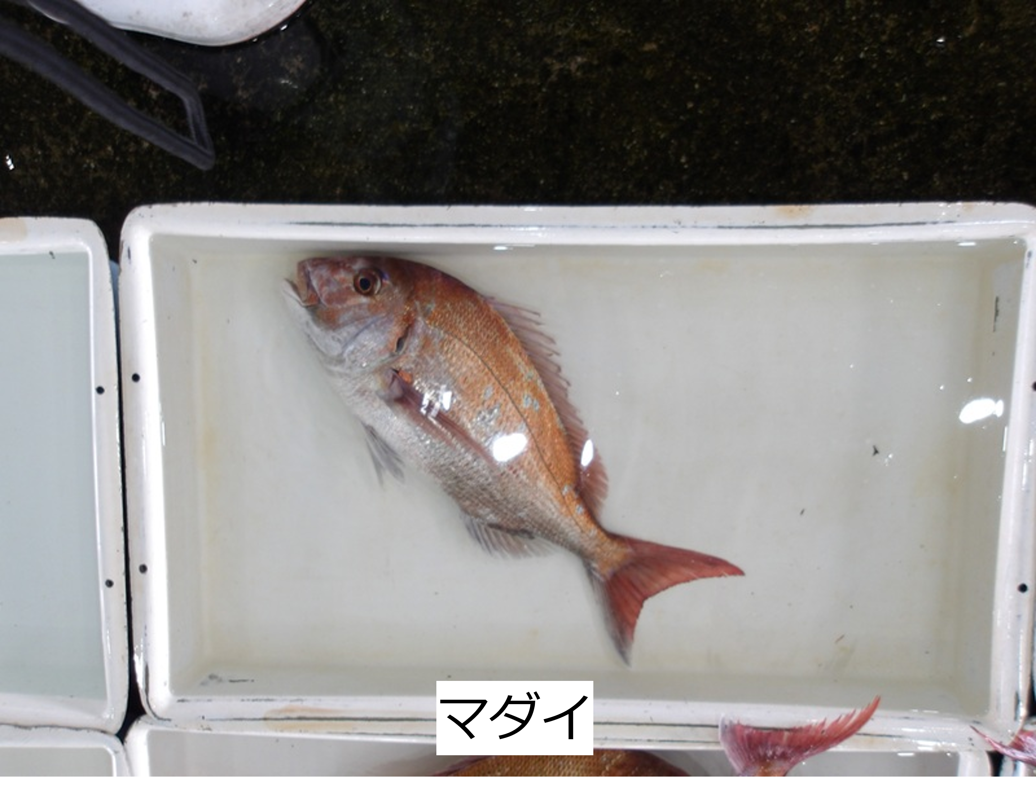 マダイ