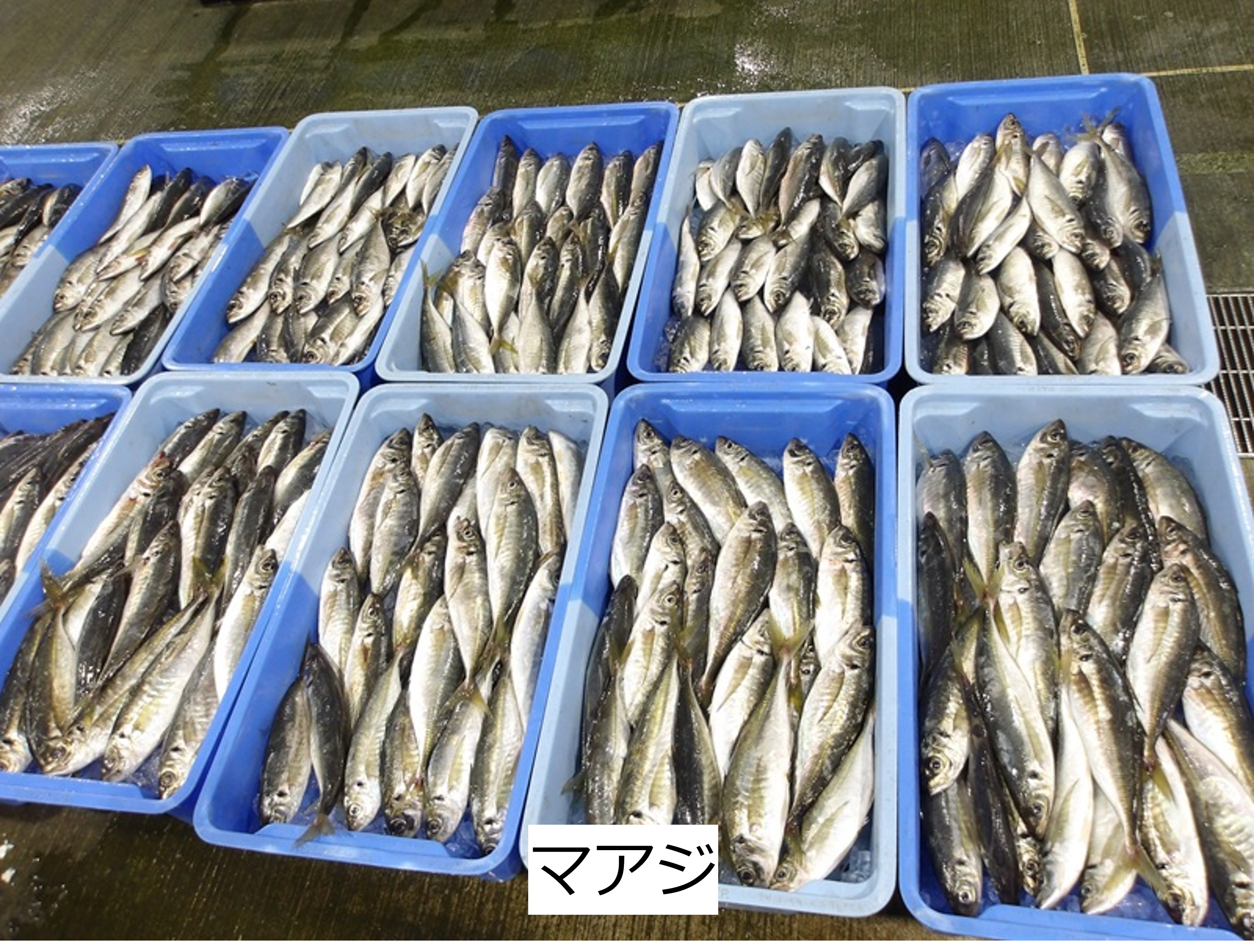 マアジ