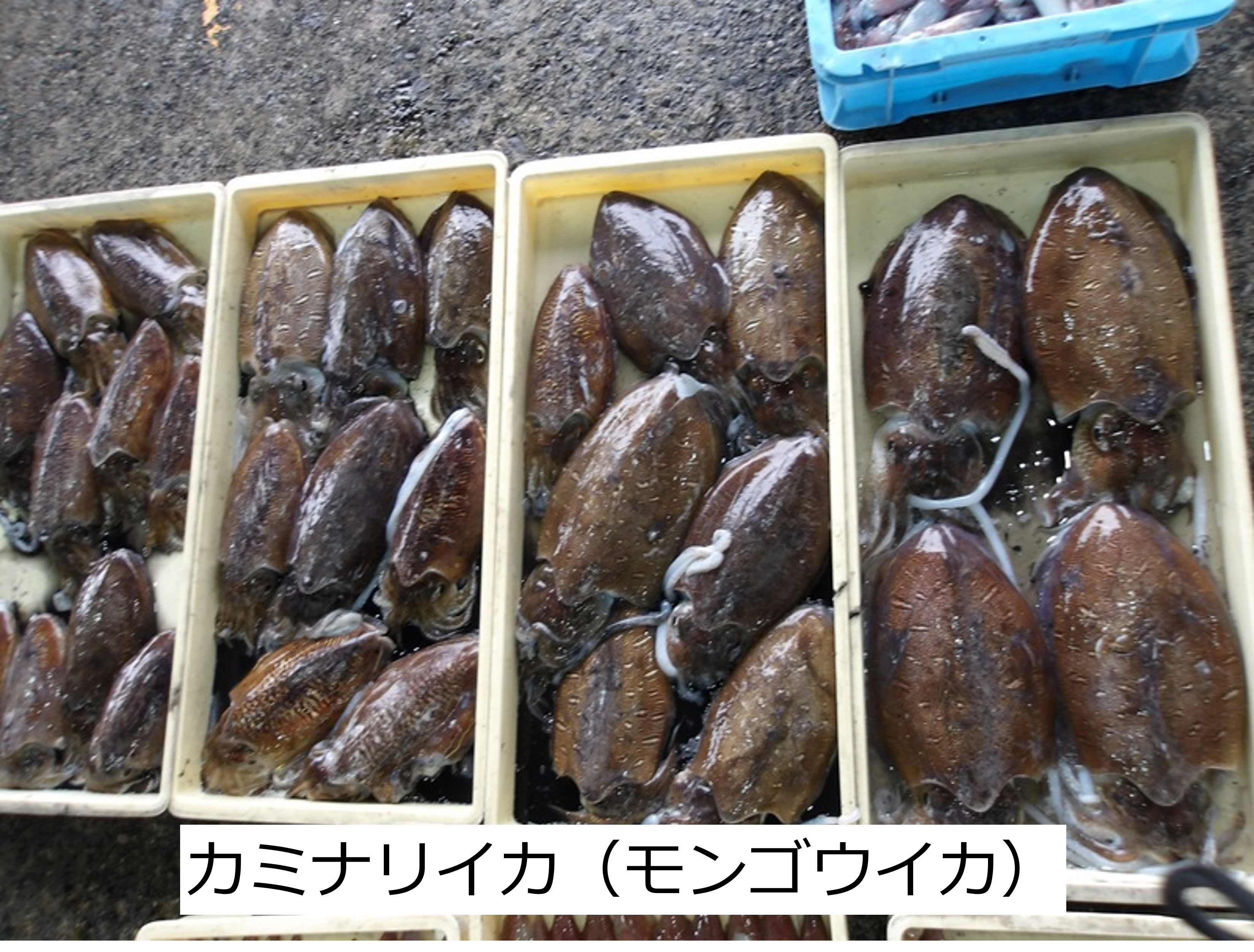 カミナリイカ（モンゴウイカ）