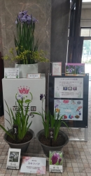 あいちの花