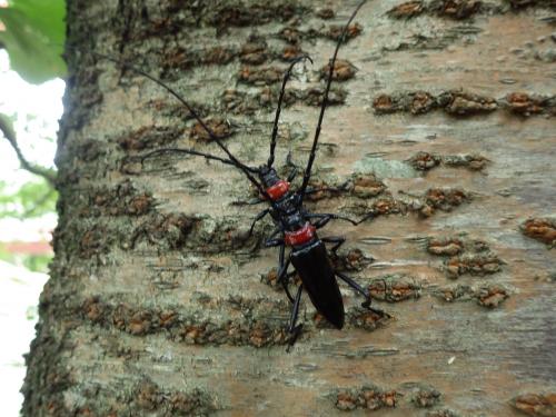サクラ樹皮上のクビアカツヤカミキリ