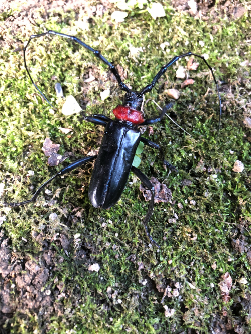 クビアカツヤカミキリ成虫