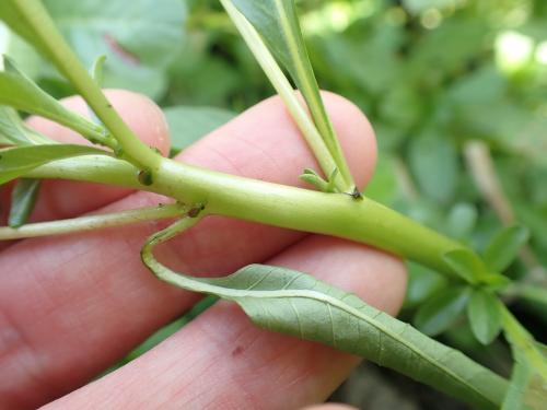 ミズキンバイ茎