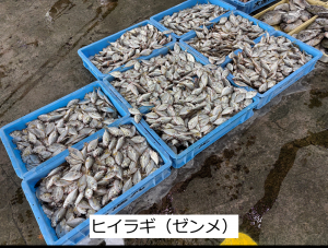 ヒイラギ