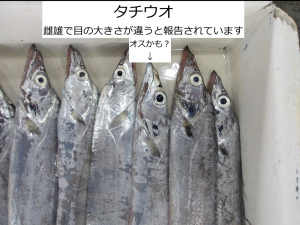 タチウオ