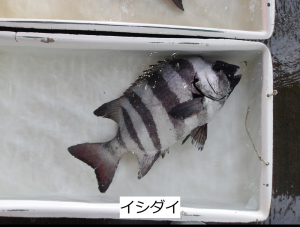 イシダイ