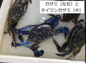 ガザミとタイワンガザミ