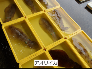 アオリイカ