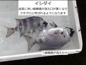 イシダイ