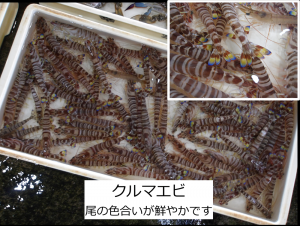 クルマエビ