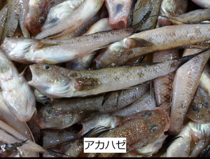 アカハゼ