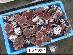 イタヤガイ