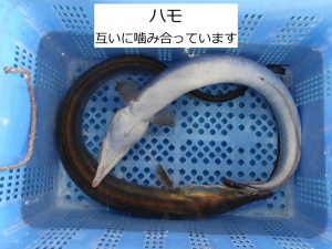 ハモ