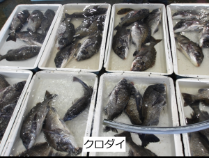 クロダイ