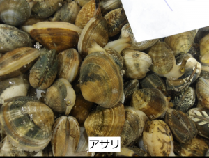 アサリ