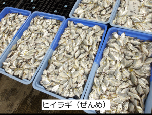 ヒイラギ
