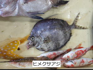 ヒメクサアジ