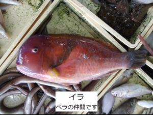 イラ