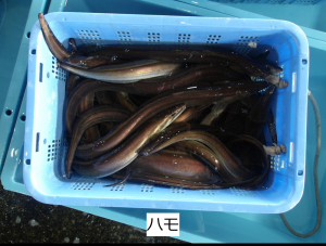 ハモ