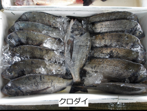 クロダイ