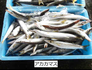アカカマス