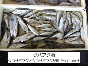 サバフグ類