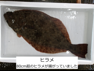 ヒラメ