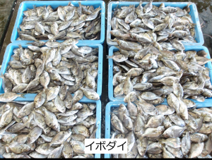 イボダイ