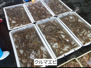 クルマエビ