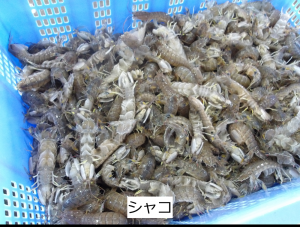 シャコ