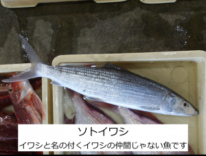 ソトイワシ