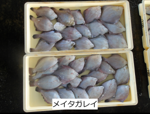 メイタガレイ