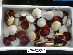 ツキヒガイ