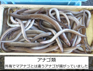 アナゴ類