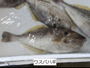 ウスバハギ