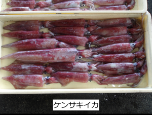 ケンサキイカ