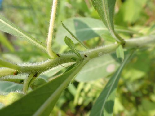 オオバナミズキンバイ　茎