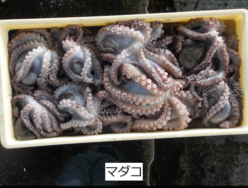 マダコ