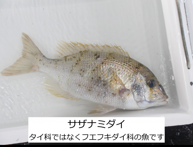 サザナミダイ
