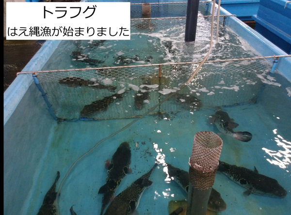 トラフグ