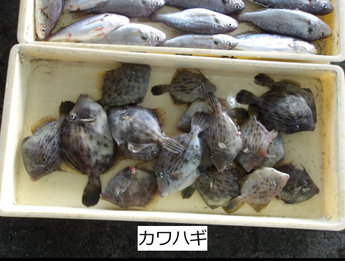 カワハギ