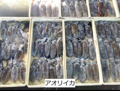 アオリイカ