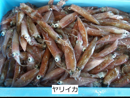 ヤリイカ