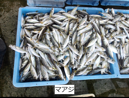 マアジ