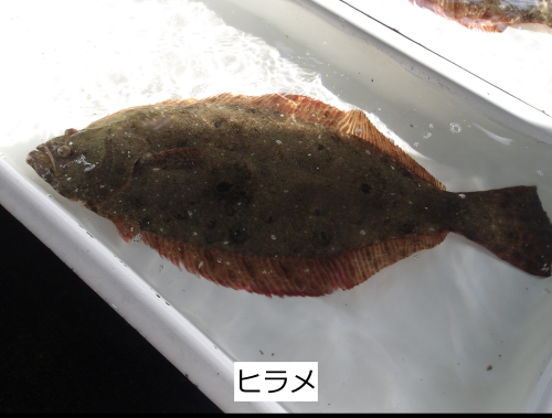 ヒラメ