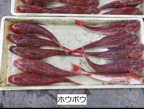 ホウボウ