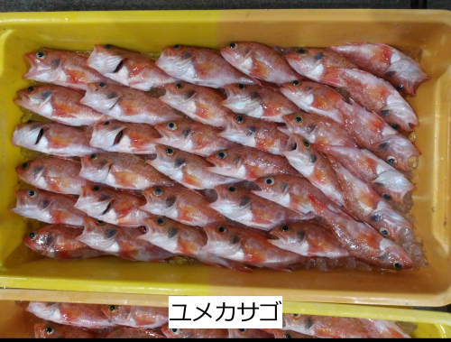 ユメカサゴ