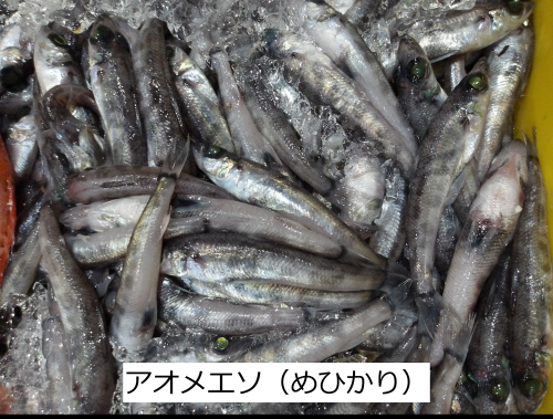 アオメエソ（めひかり）